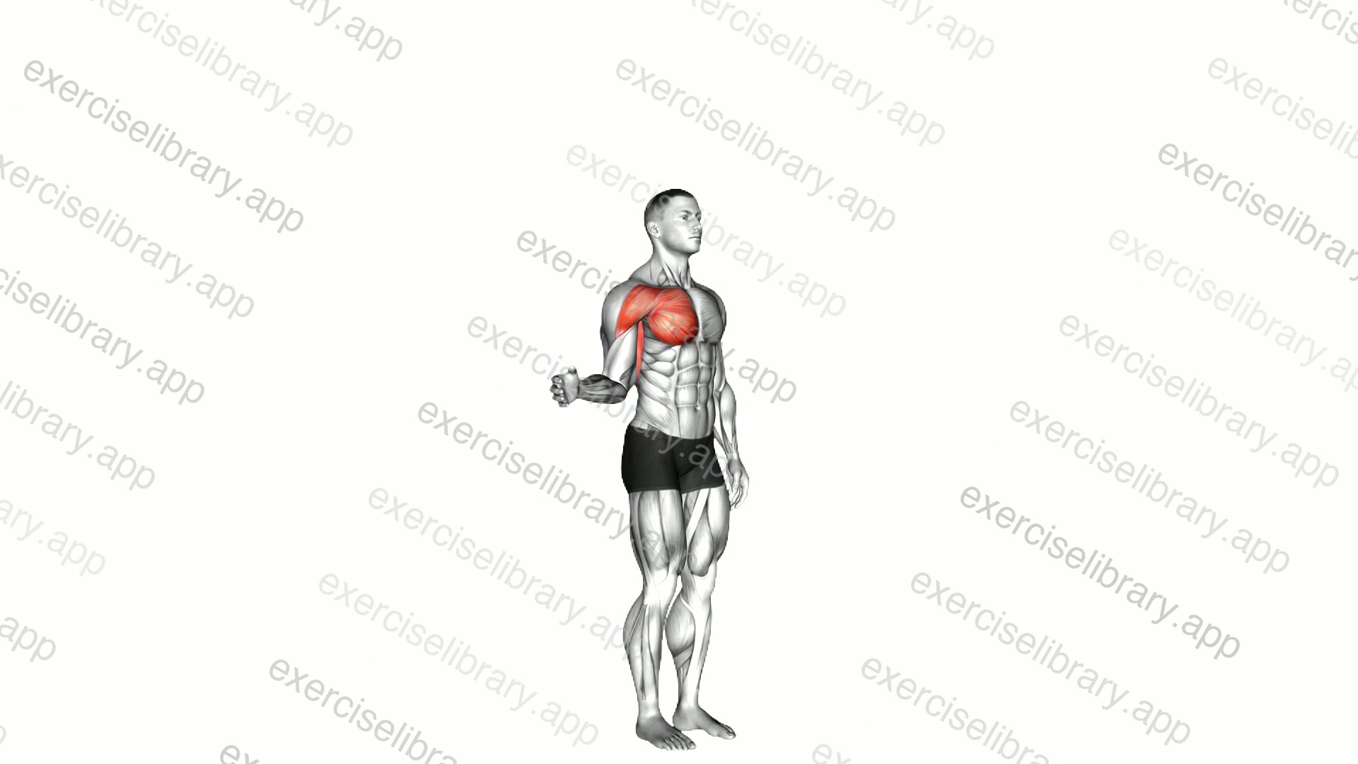 Shoulder - Medial Rotation demonstration