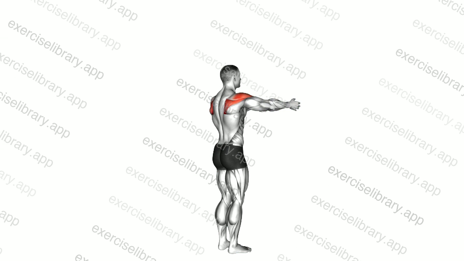 Shoulder - Transverse Abduction demonstration