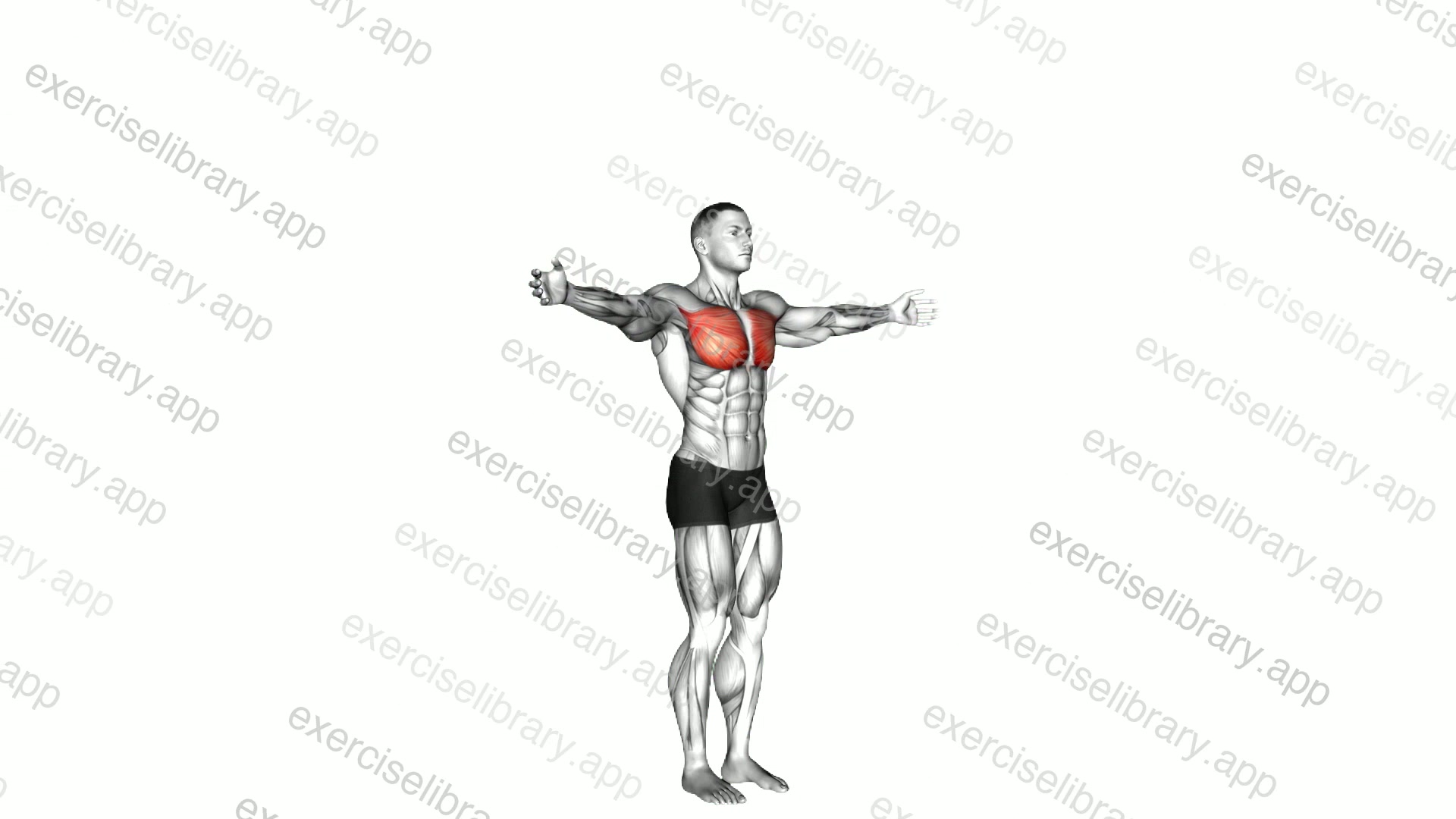Shoulder - Transverse Adduction demonstration