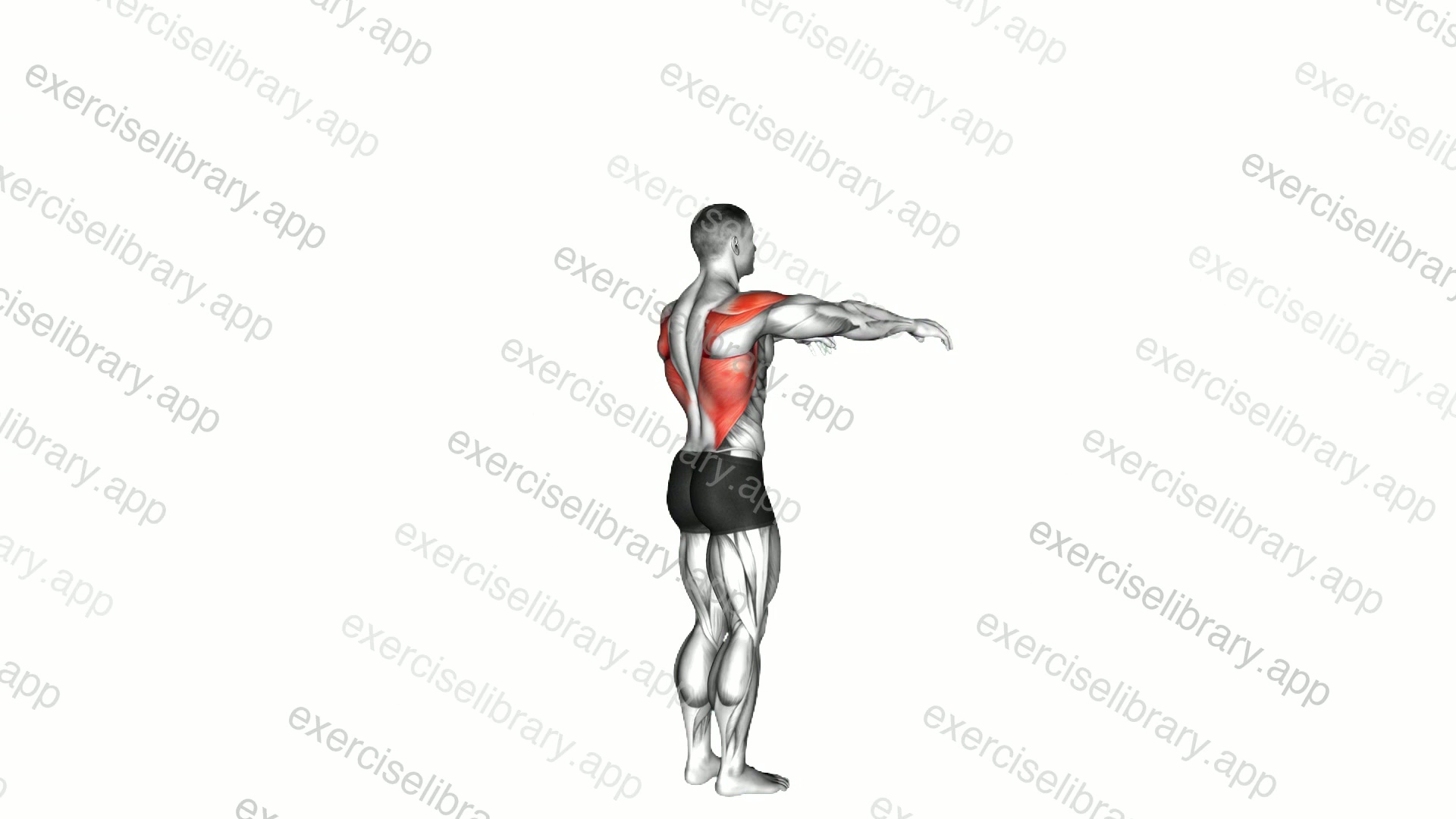 Shoulder - Transverse Extension demonstration