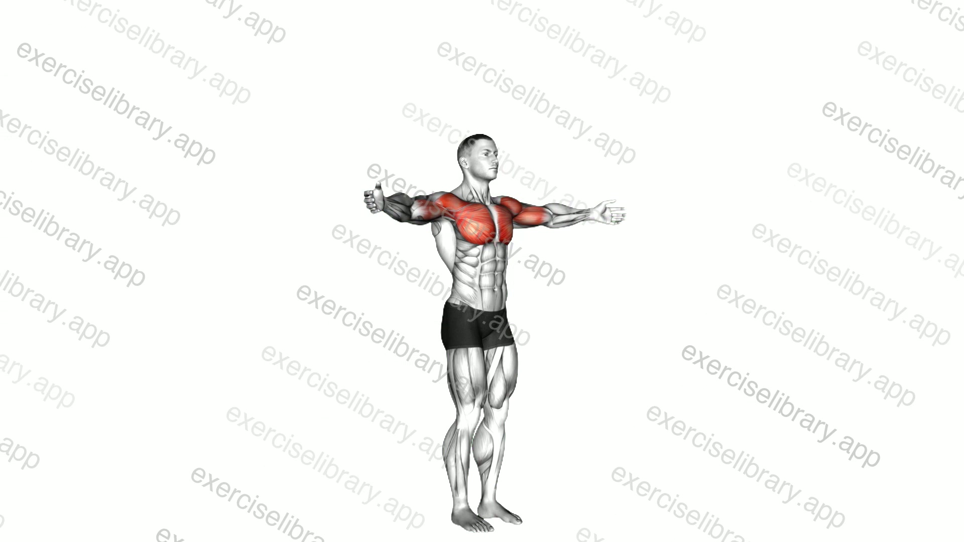 Shoulder - Transverse Flexion demonstration