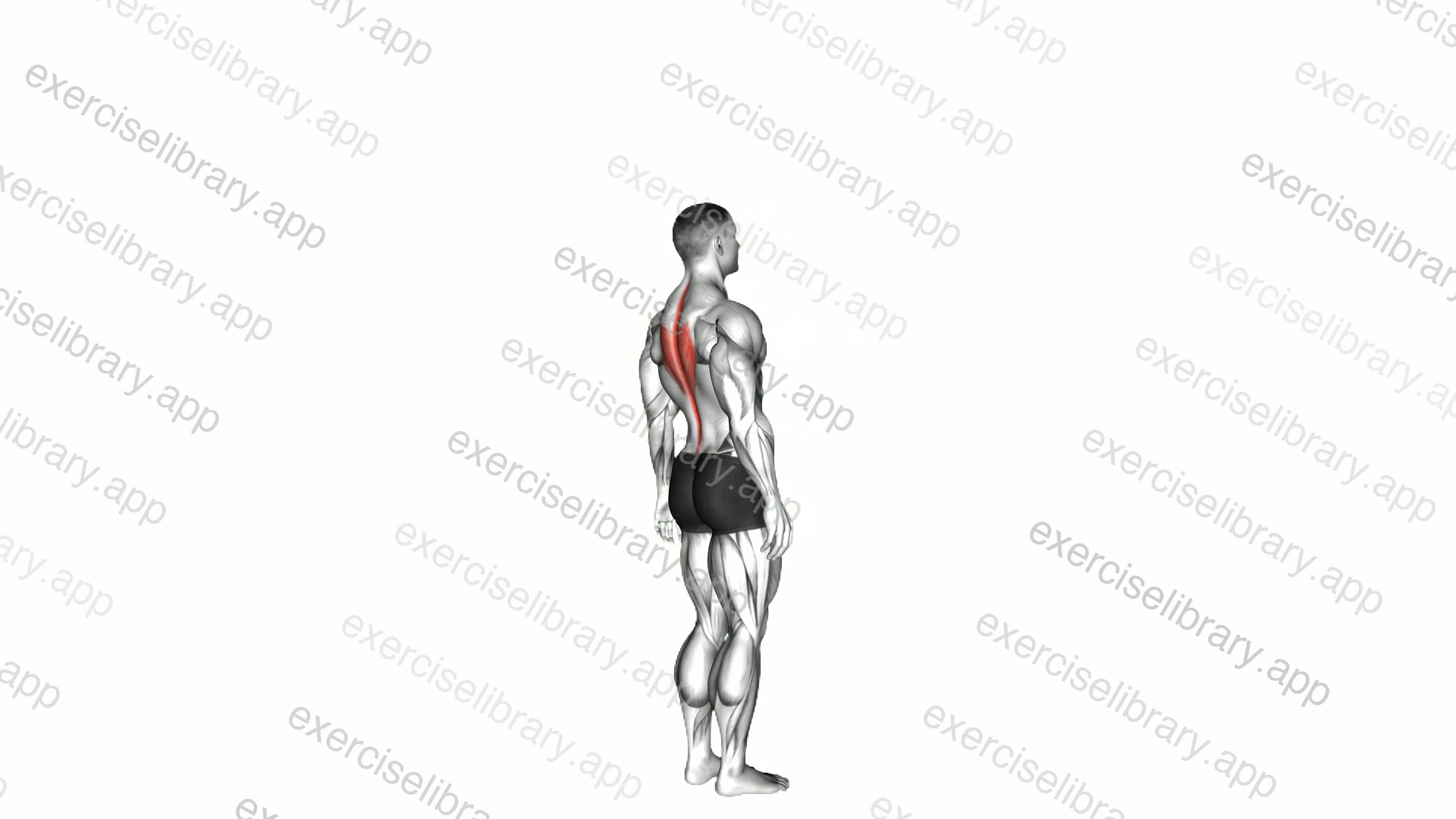 Spine - Extension demonstration