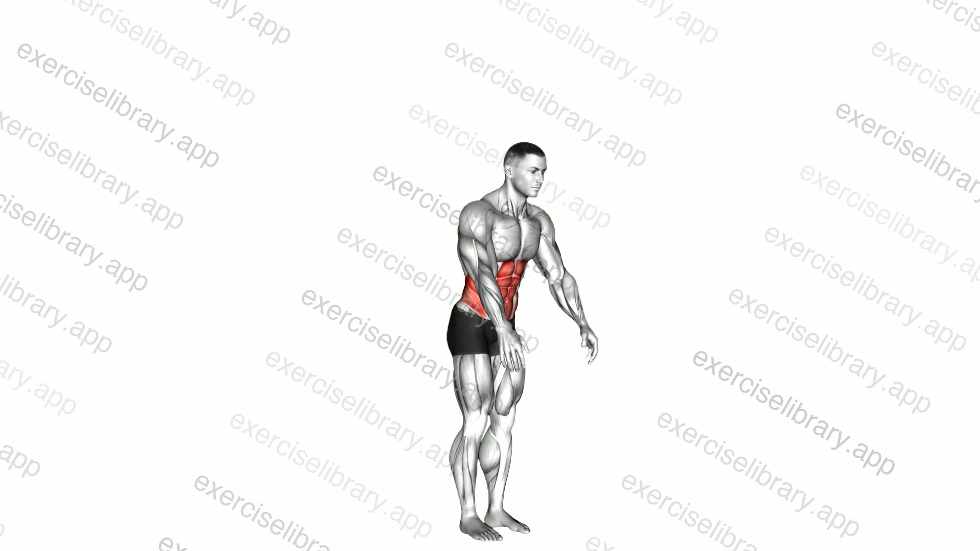 Spine - Flexion demonstration
