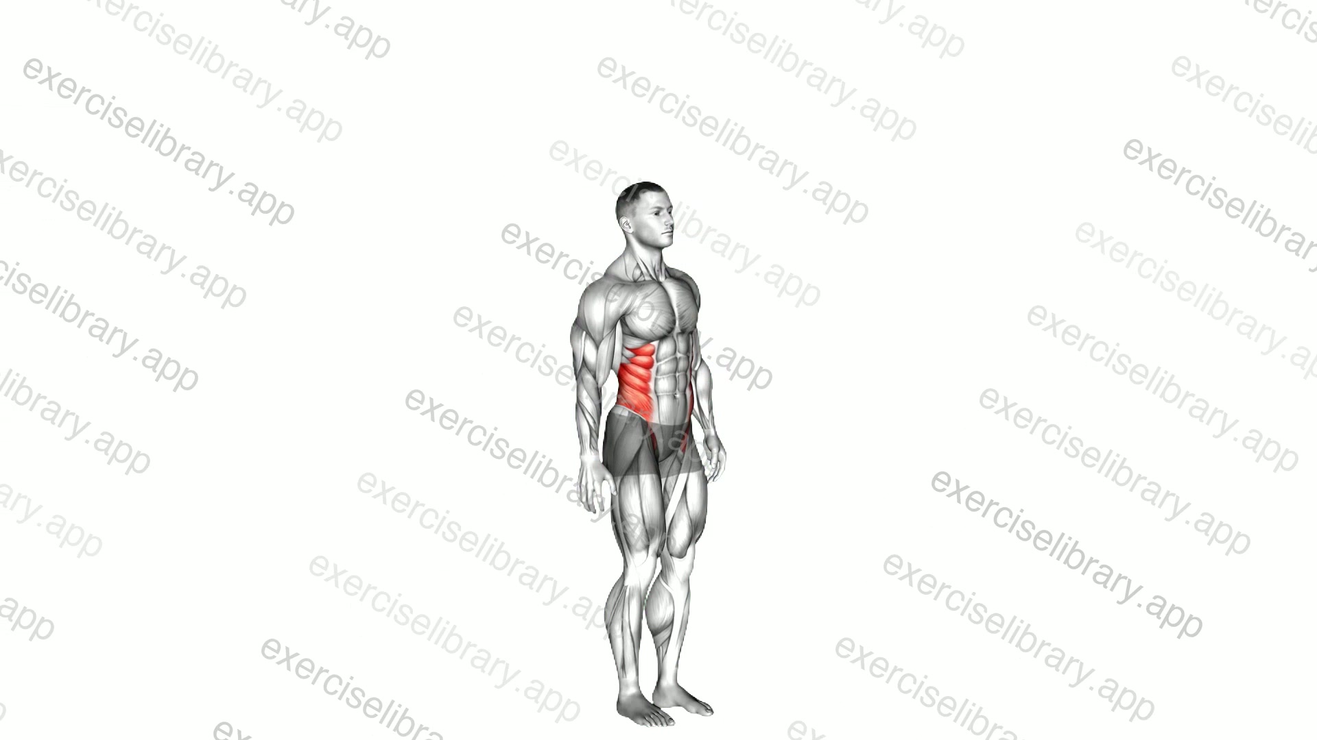 Spine - Lateral Flexion demonstration