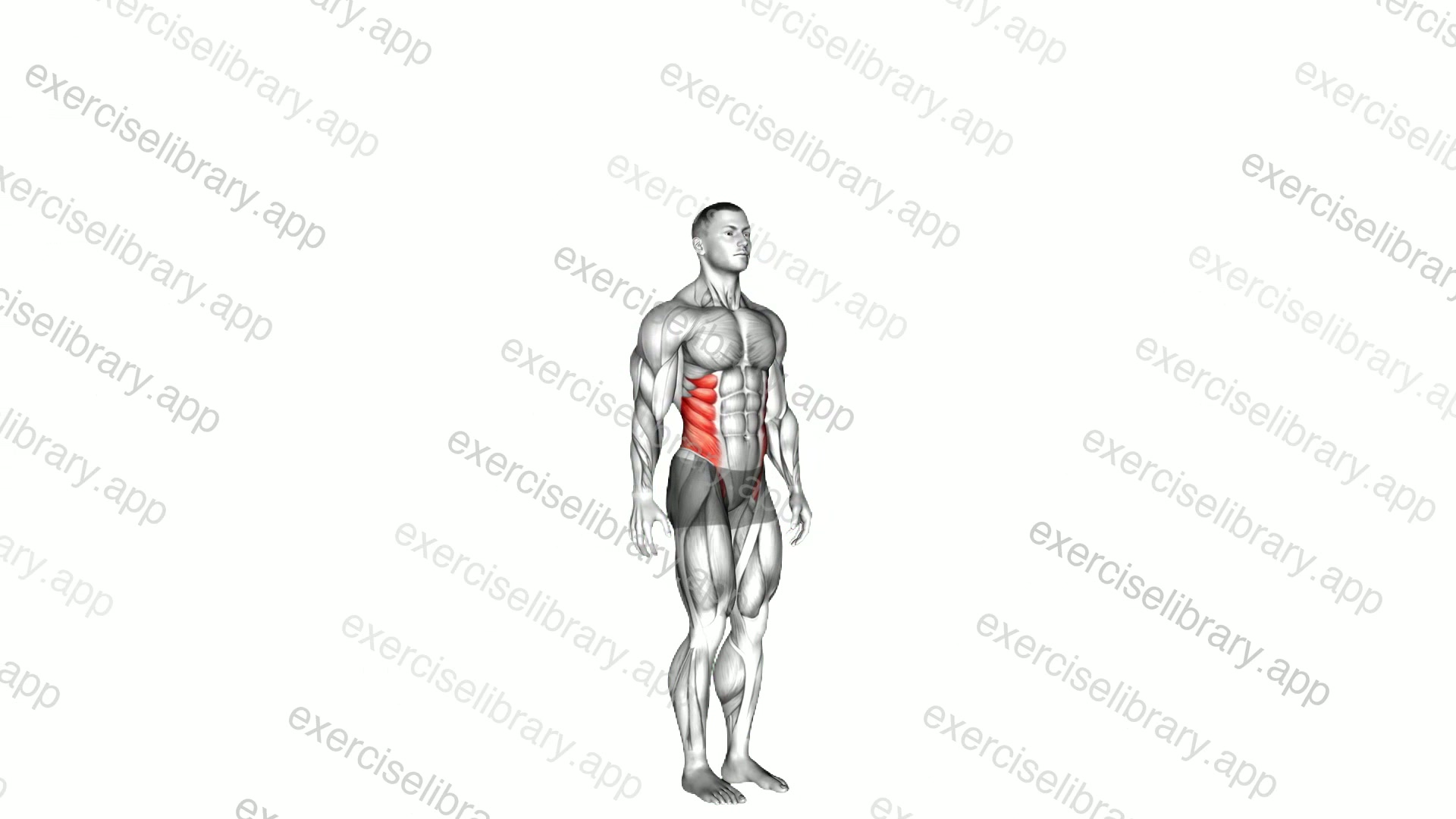Spine - Rotation demonstration