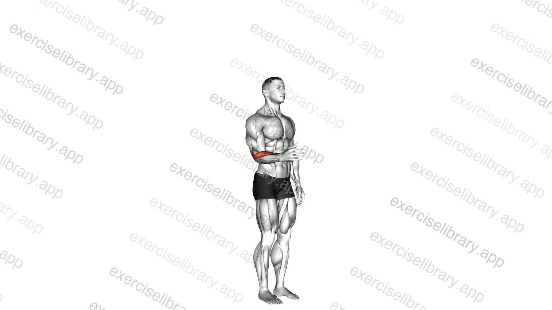Wrist - Adduction demonstration