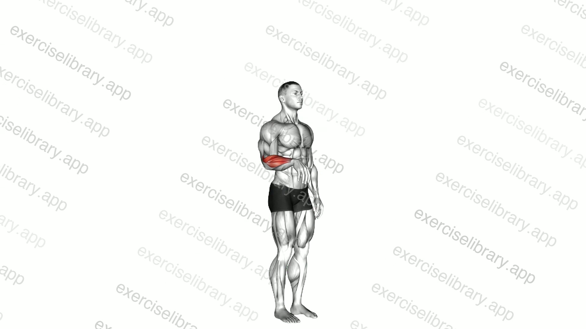 Wrist - Extension demonstration