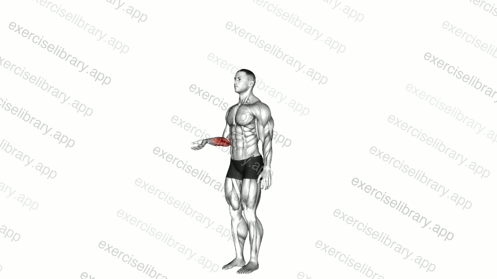 Wrist - Flexion demonstration