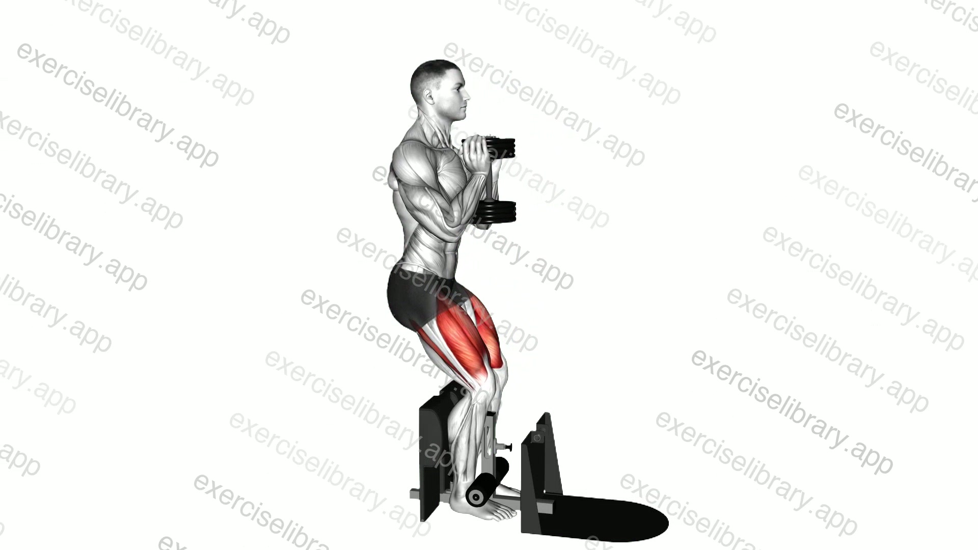 Dumbbell Supported Squat demonstration