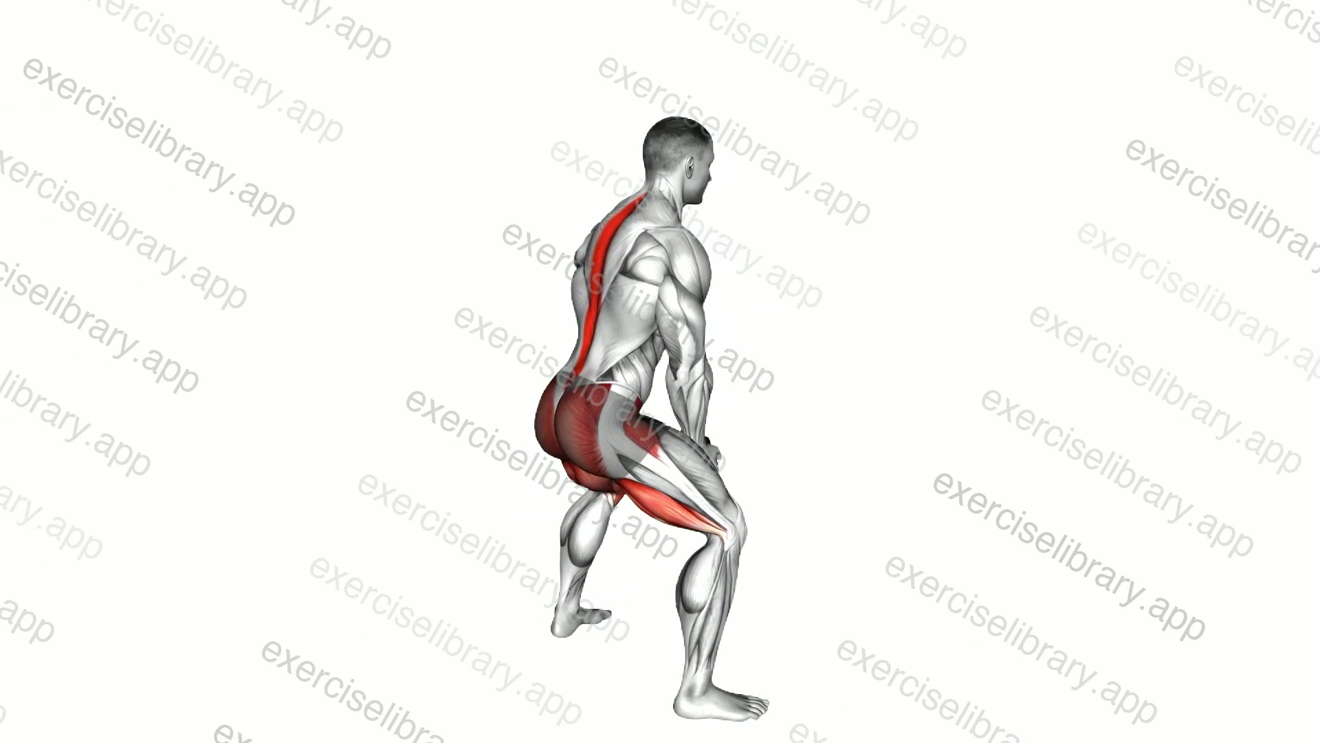 Dumbbell Sumo Pull Through demonstration
