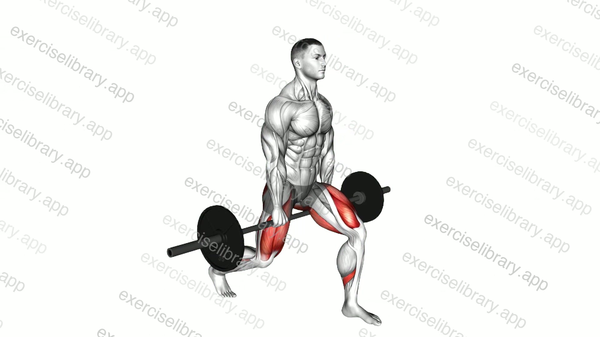 Barbell Split Squat demonstration