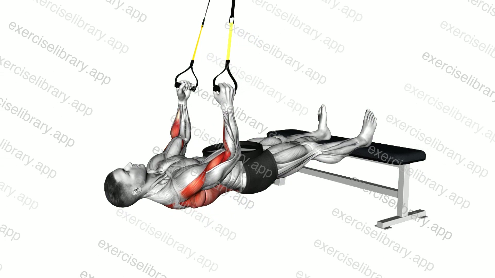 Suspender Weighted Inverted Row demonstration