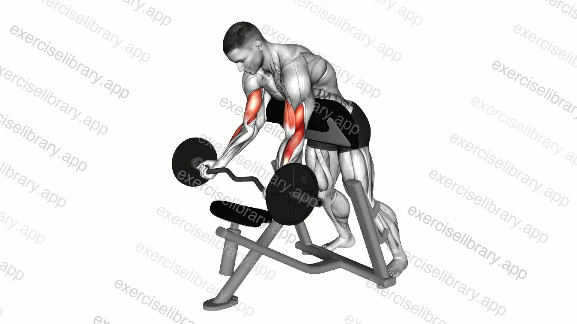 EZ Barbell Standing Preacher Curl demonstration