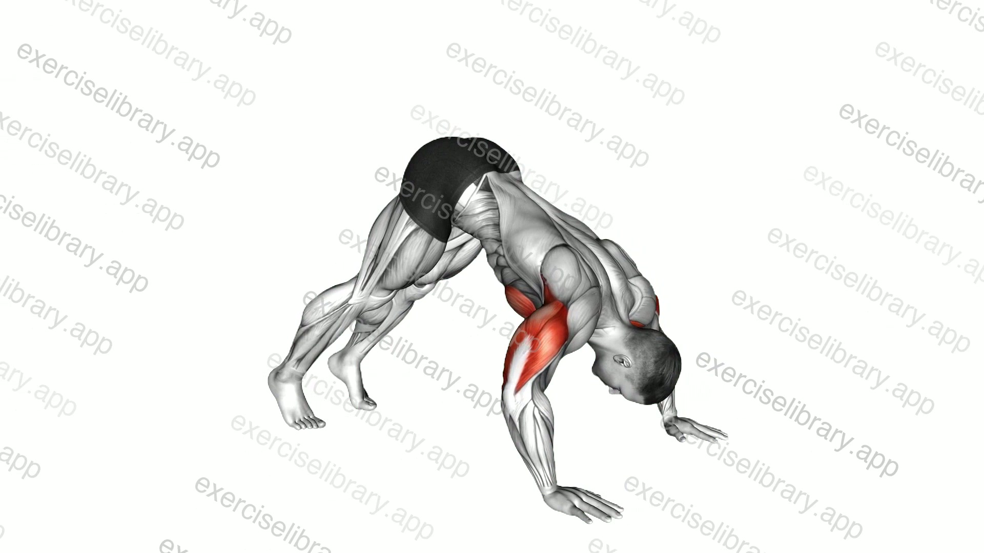 Pike Push-up demonstration