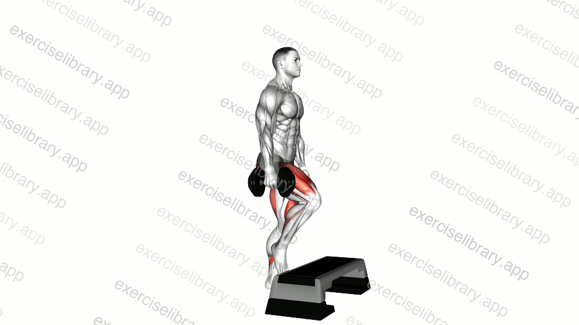 Dumbbell Single Leg Step-Up demonstration