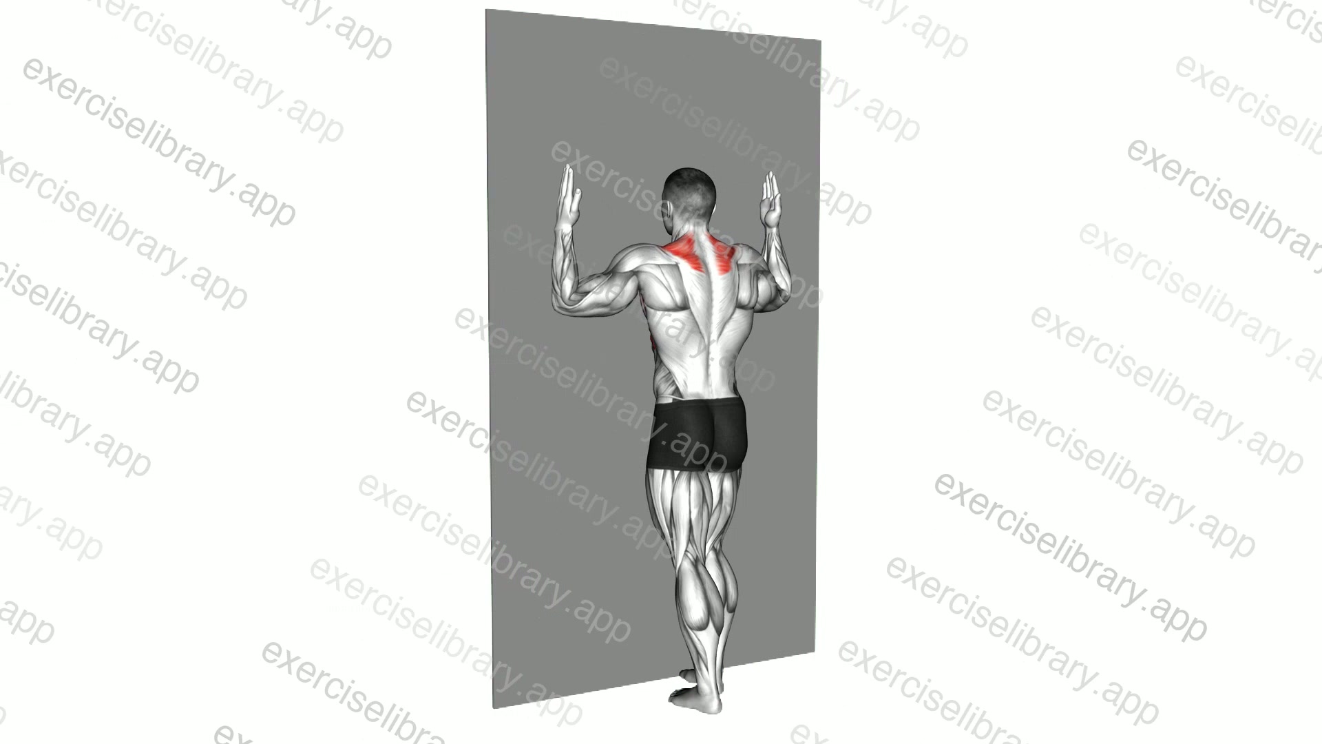 Forearm Wall Slide demonstration