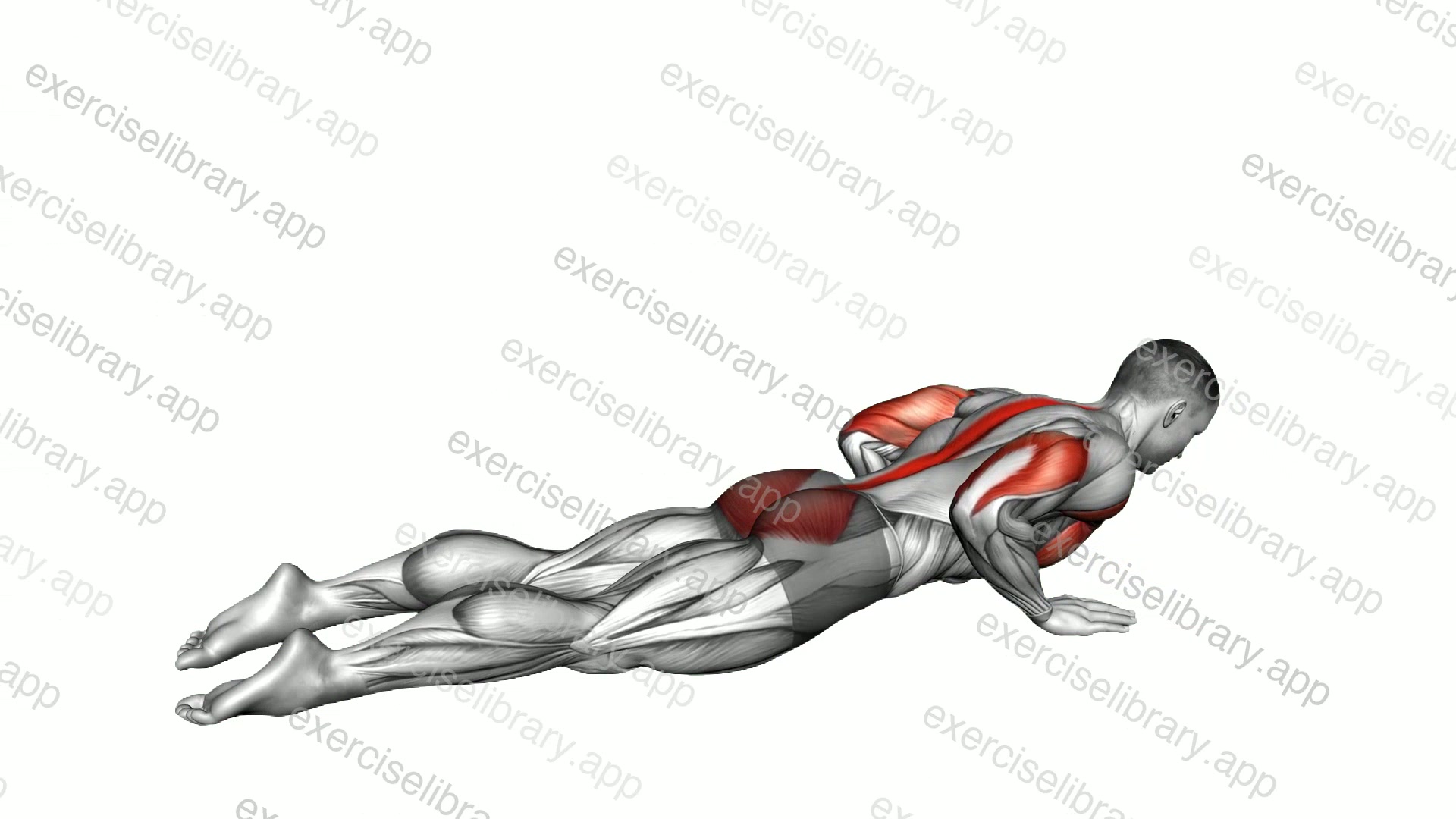Seal Push-up demonstration