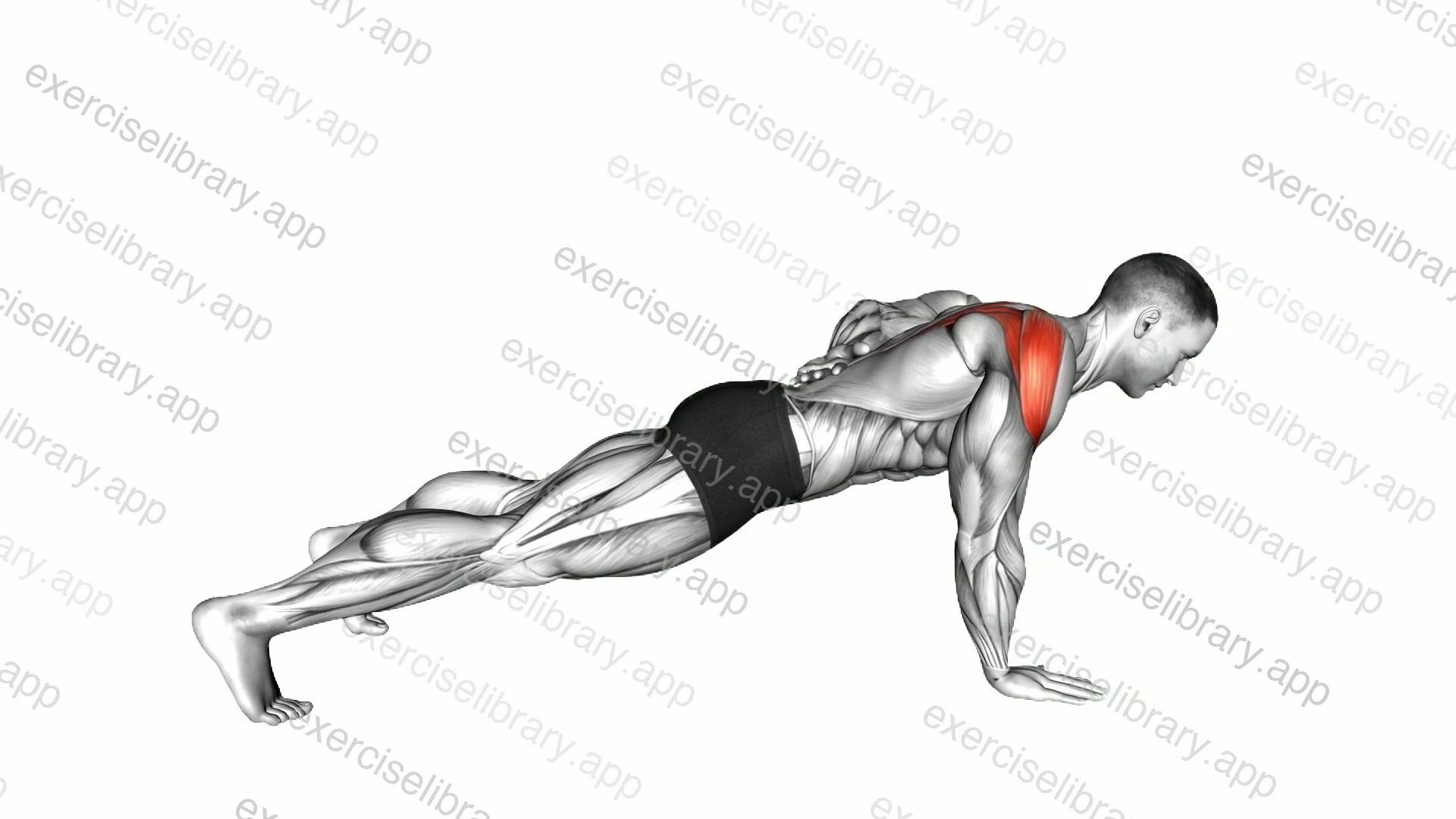Single Arm Scapula Push up demonstration