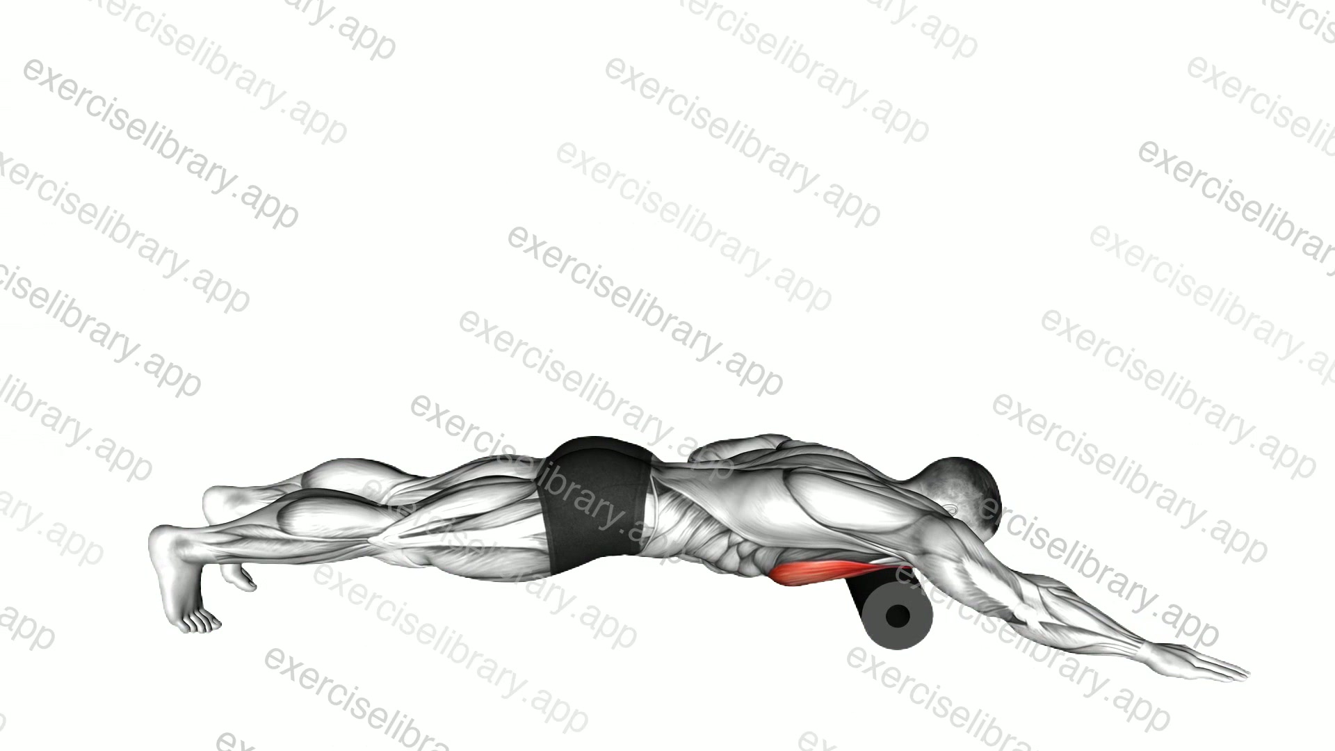 Roll Pec Foam Rolling demonstration