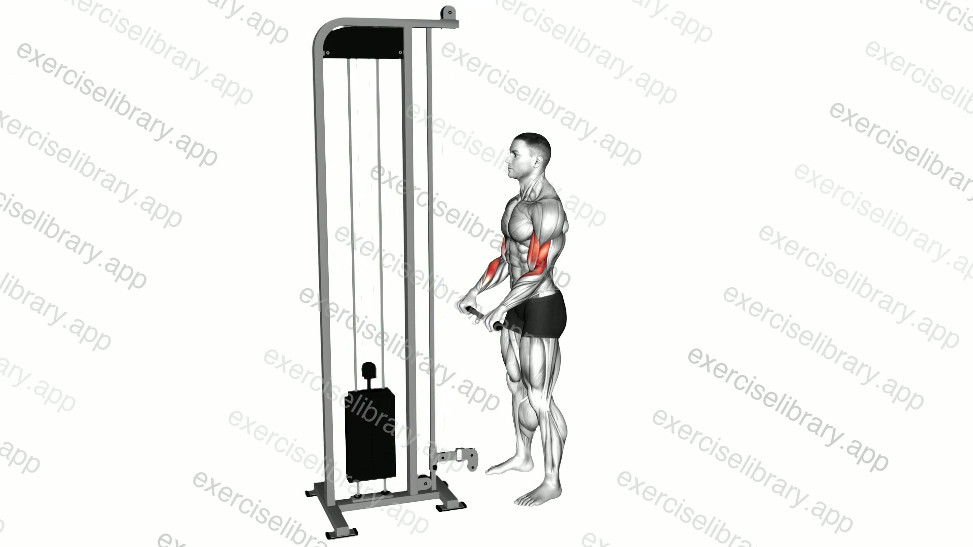 Cable Standing Reverse Grip Curl demonstration