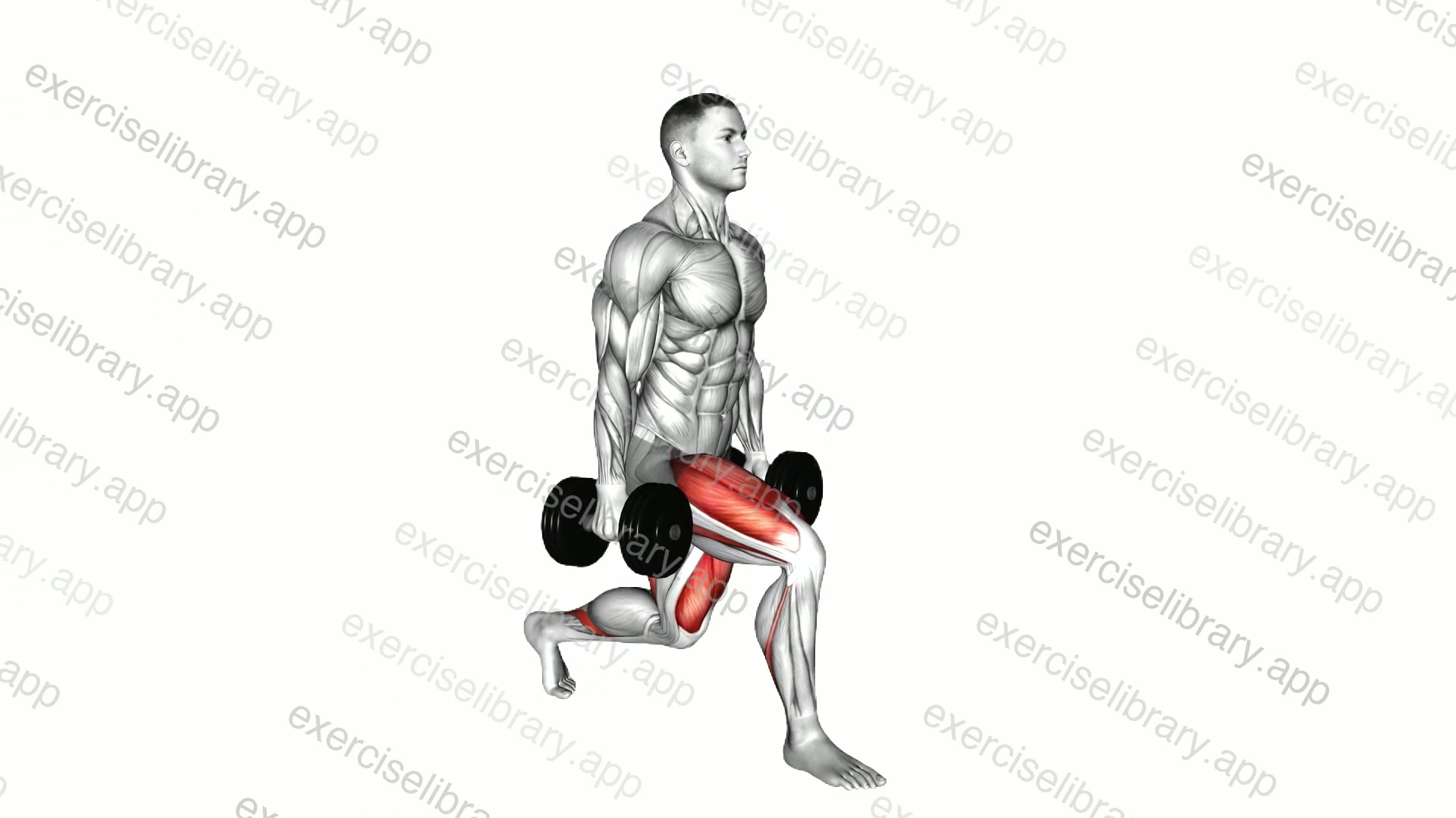 Dumbbell Split Squat demonstration