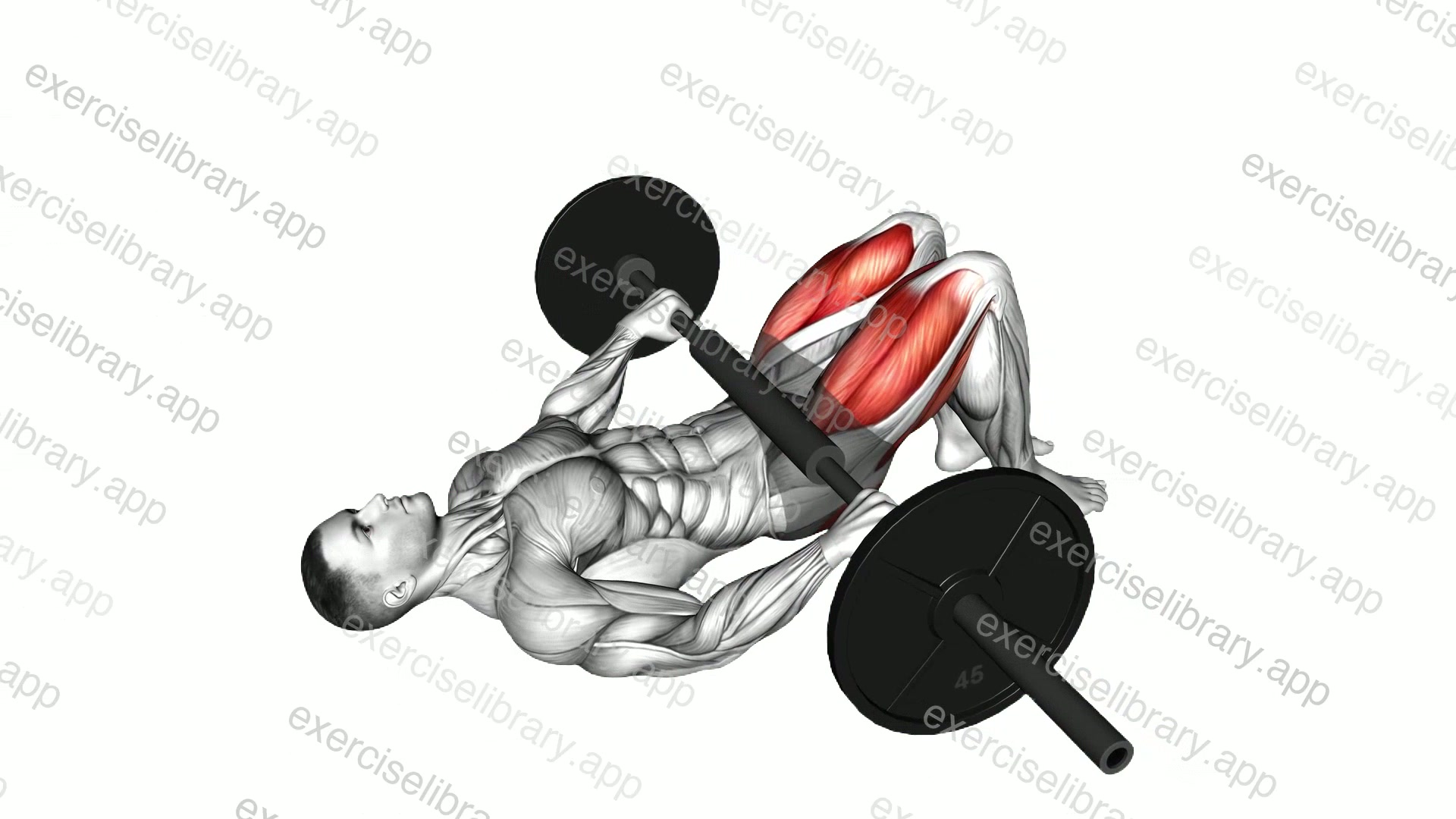 Barbell Glute Bridge demonstration