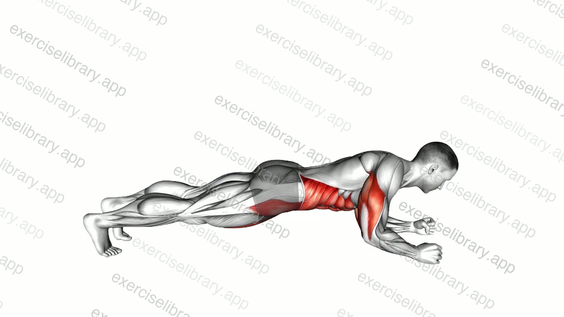 Elbow-Up and Down Dynamic Plank demonstration
