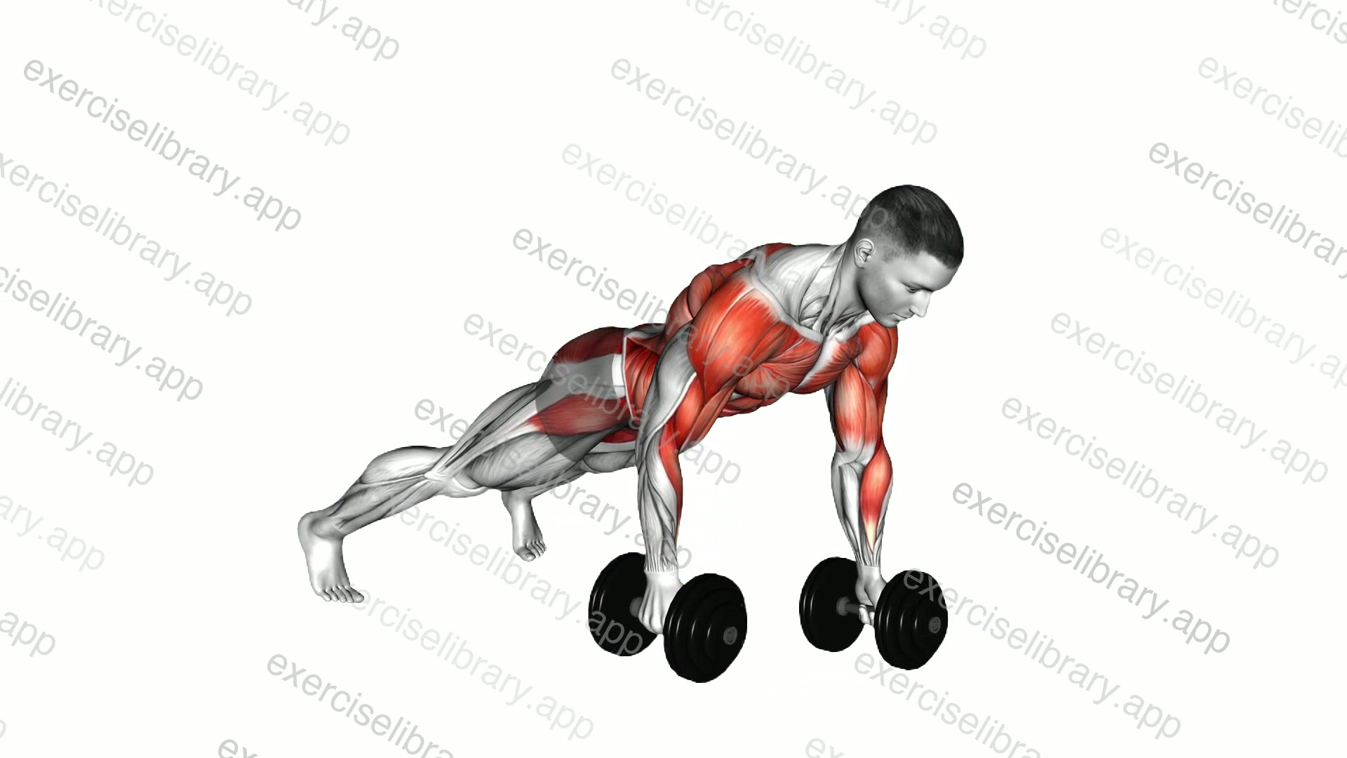 Dumbbell Renegade Row demonstration