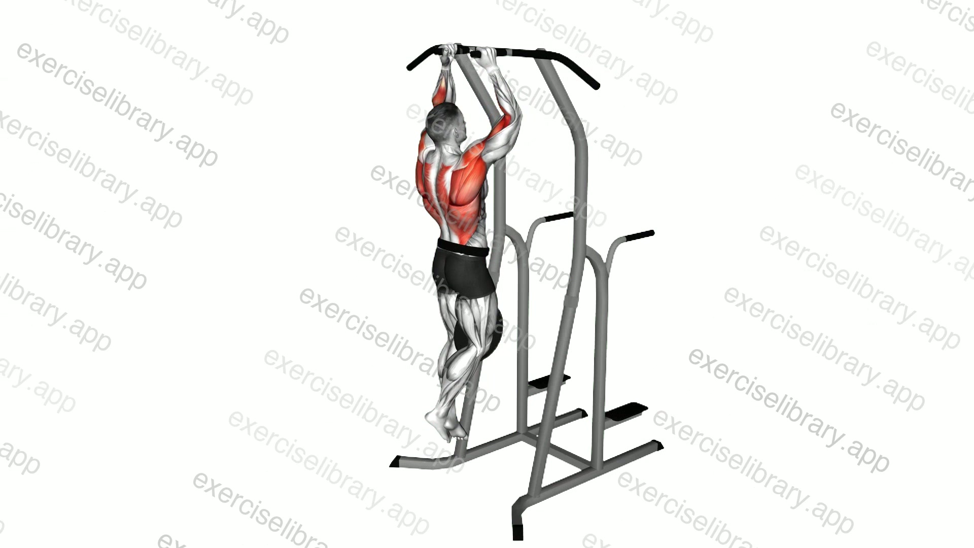 Weighted Hammer Grip Pull-up on Dip Cage demonstration