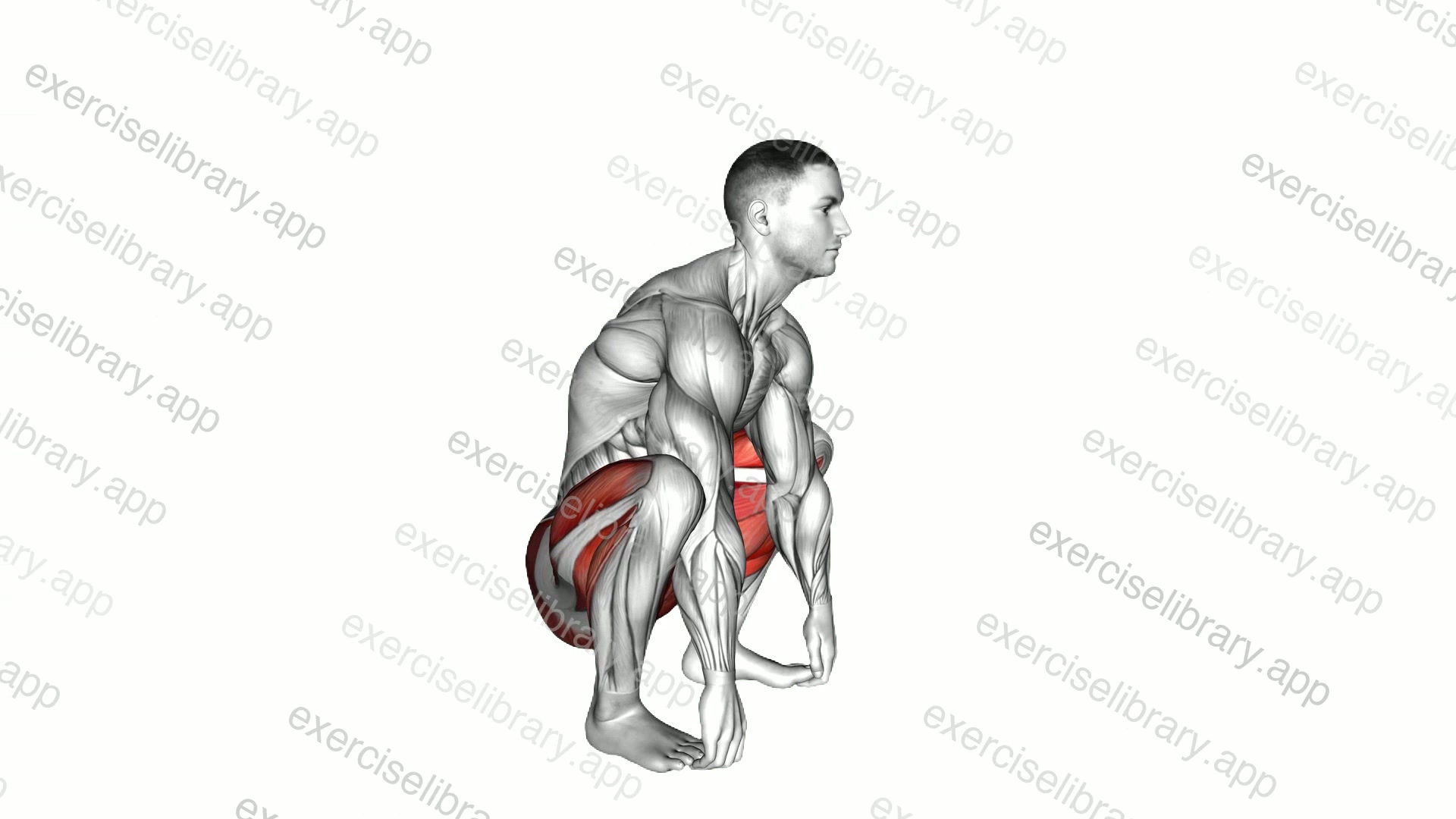 Squat mobility Complex demonstration