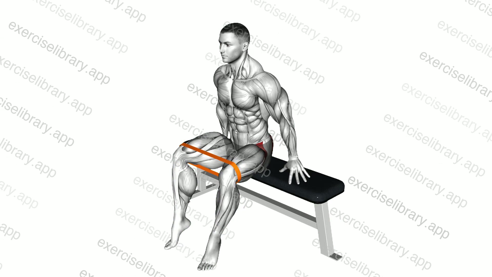 Resistance Band Seated Hip Abduction demonstration