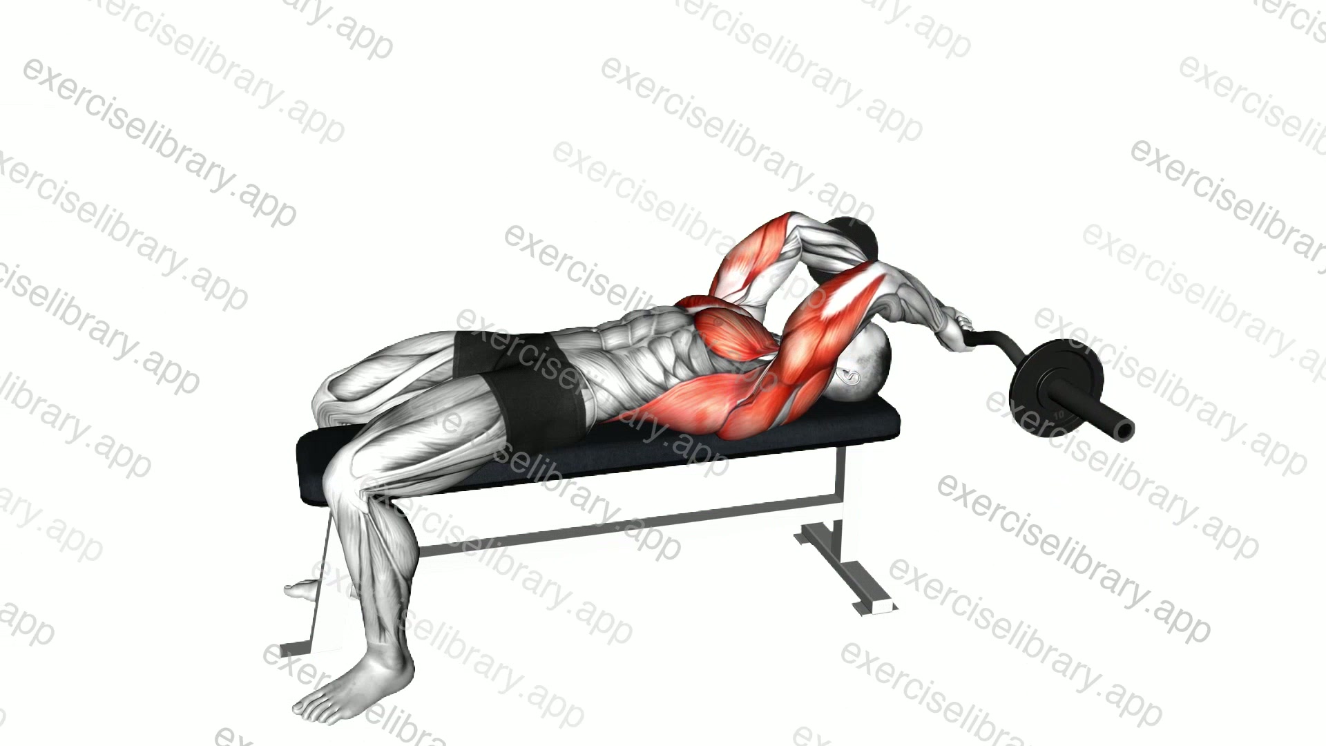 EZ Barbell Lying Bent Arms Pullover demonstration