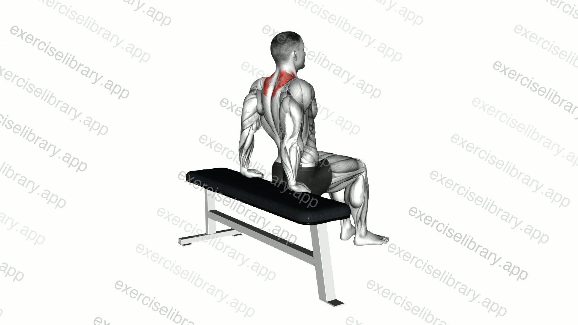 Scapula Dip demonstration