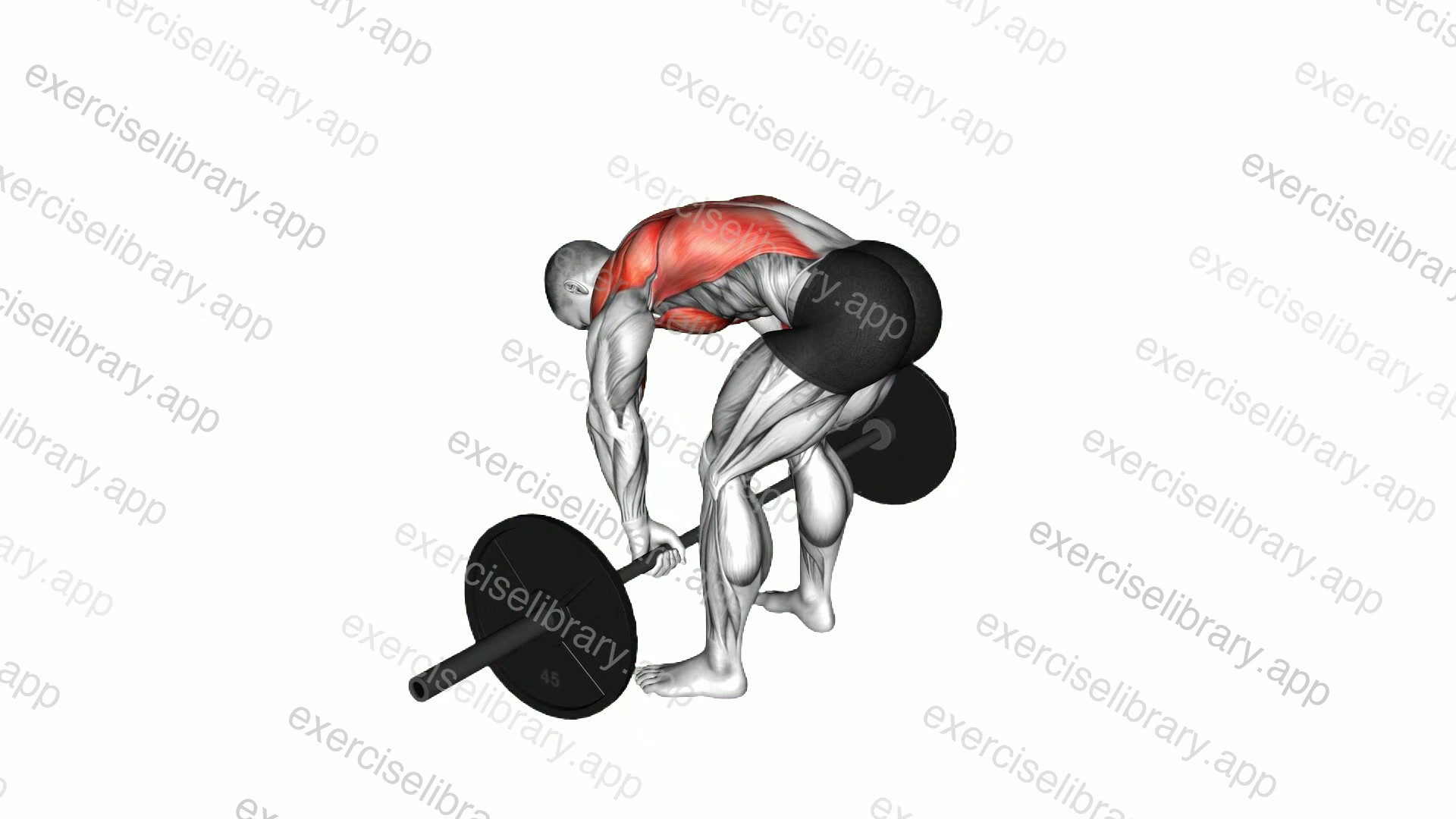 Barbell Pendlay Row demonstration