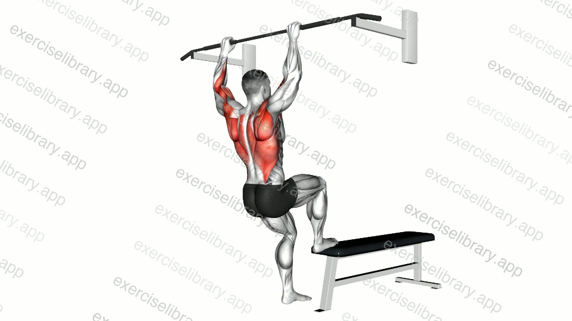 Bench Pull-ups demonstration