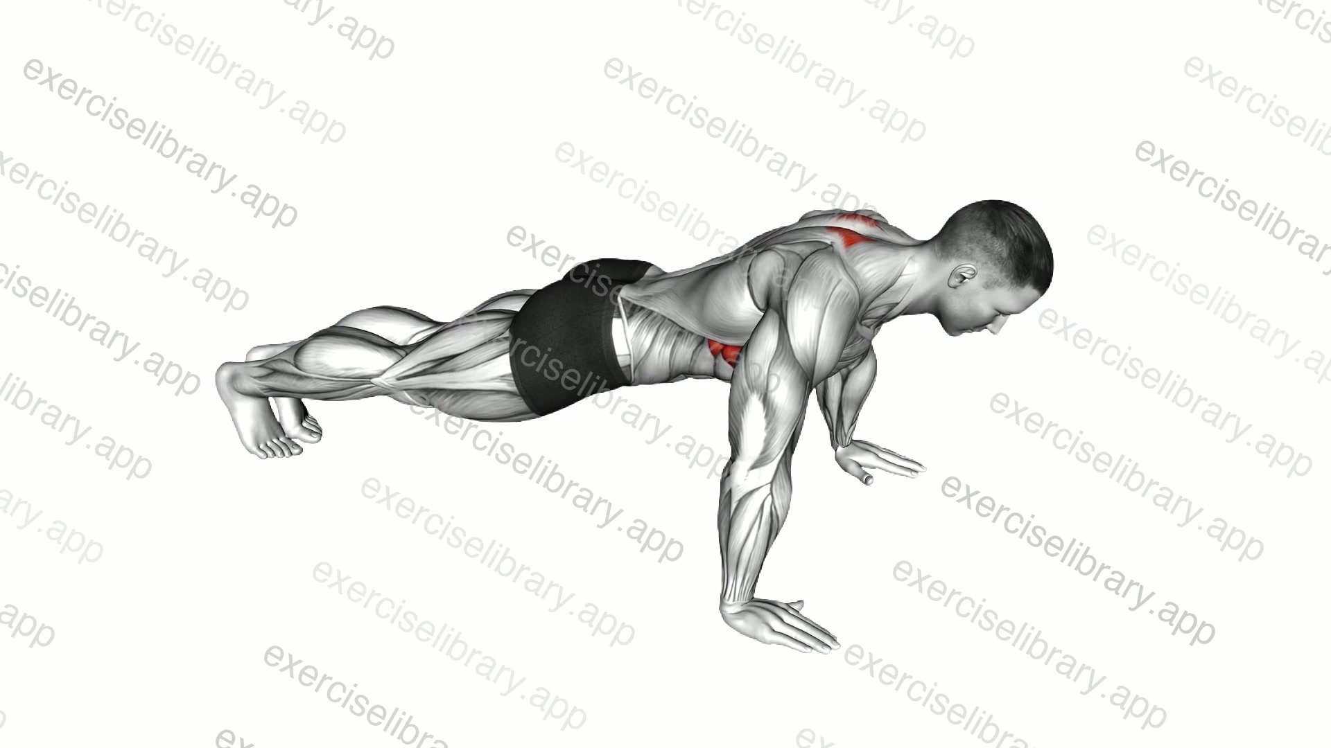 Scapula Push-up demonstration