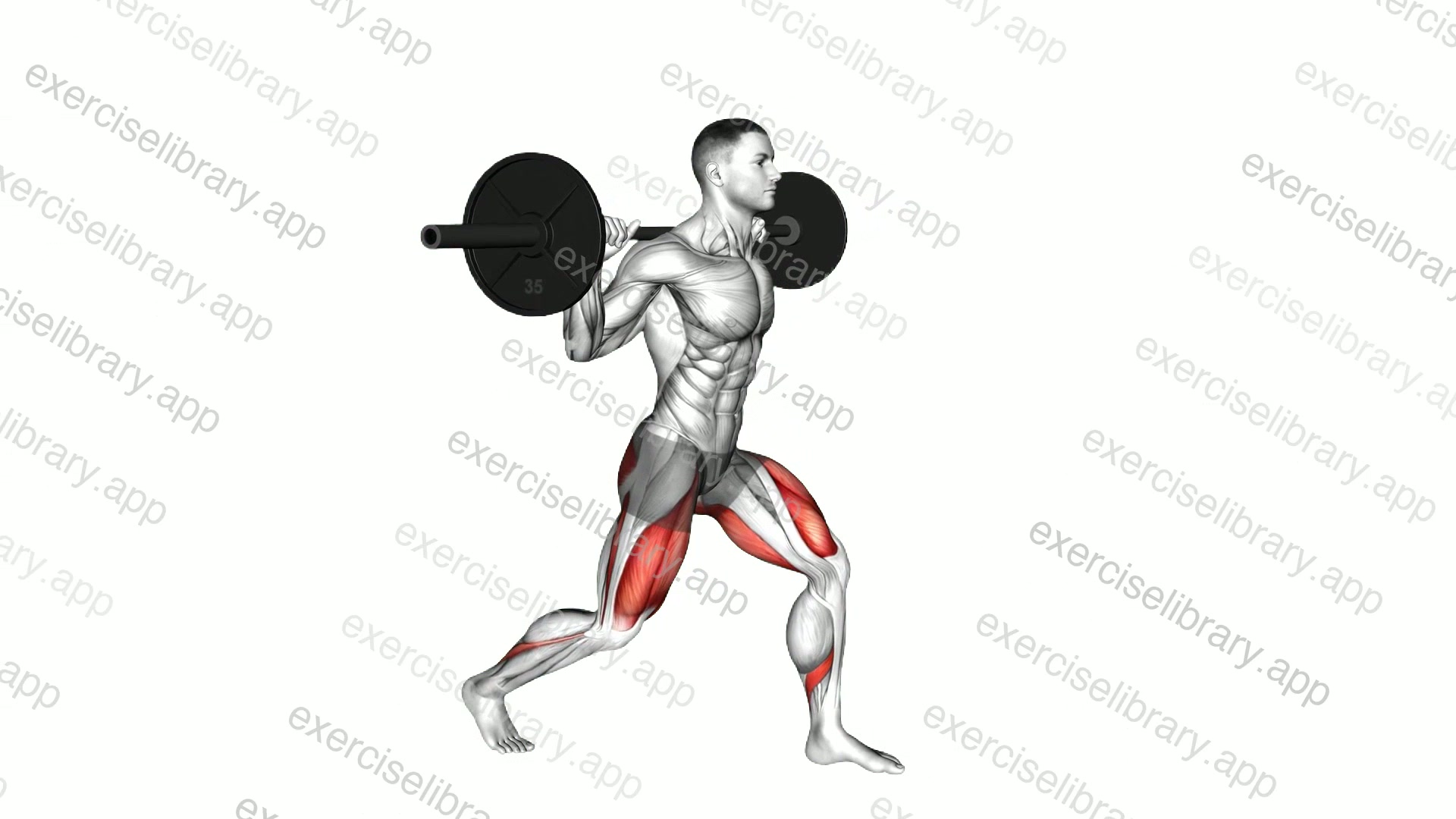 Barbell Split Squat demonstration