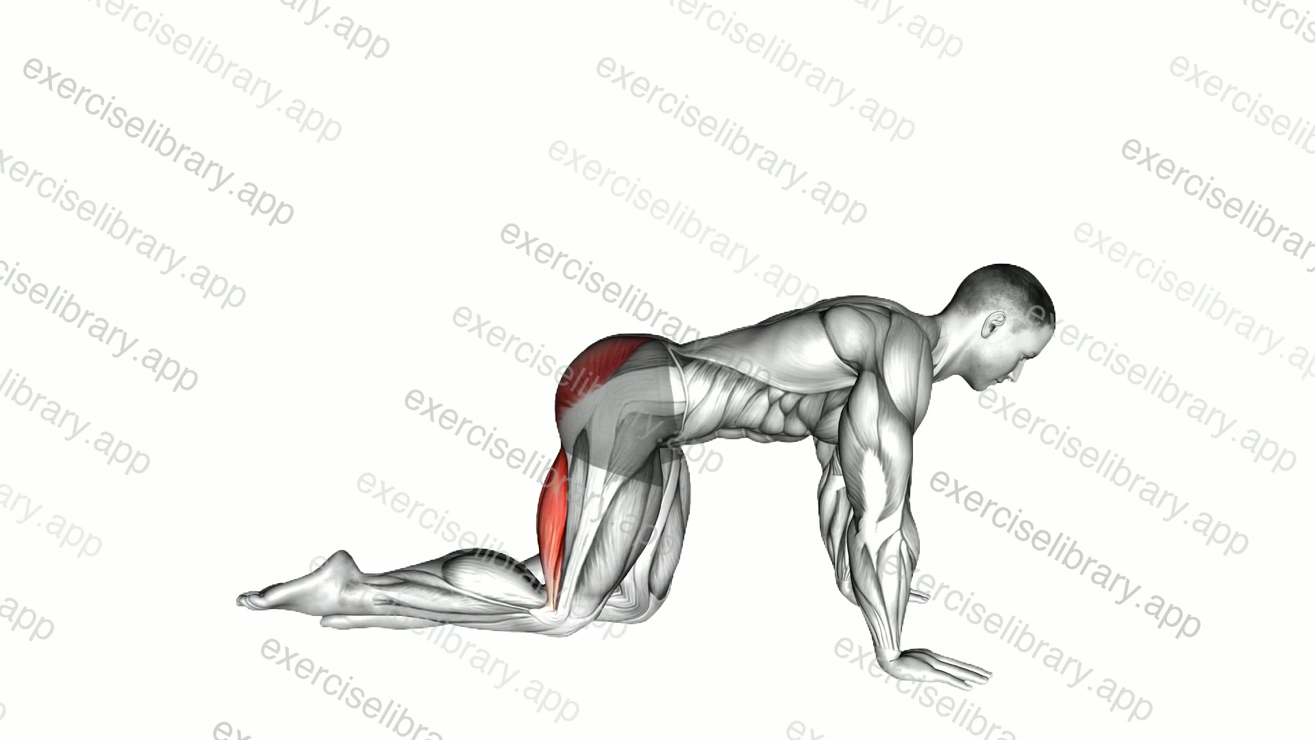 Straight Leg Kickback demonstration