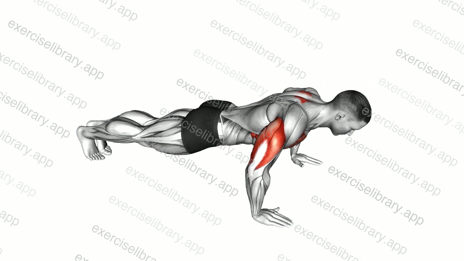Push-Up Plus demonstration