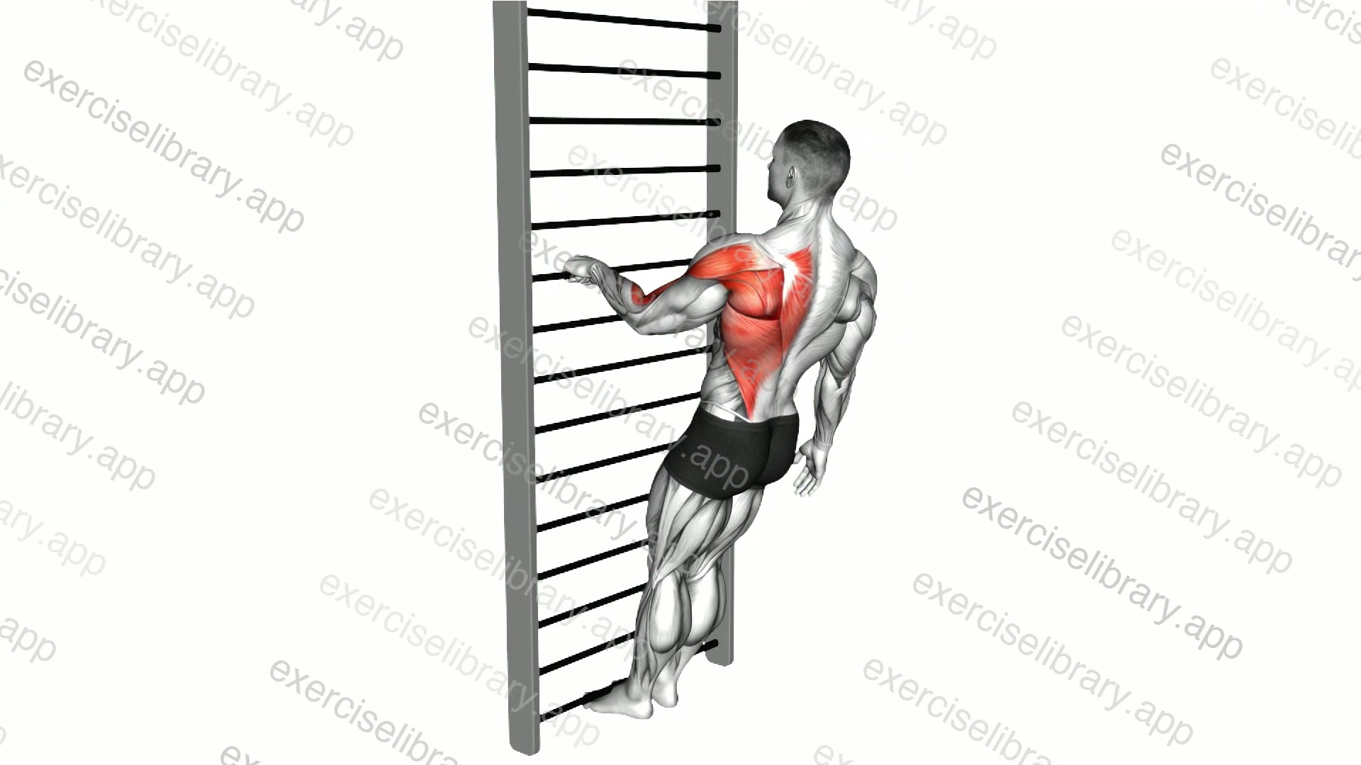 Bodyweight Standing Close grip One Arm Row demonstration
