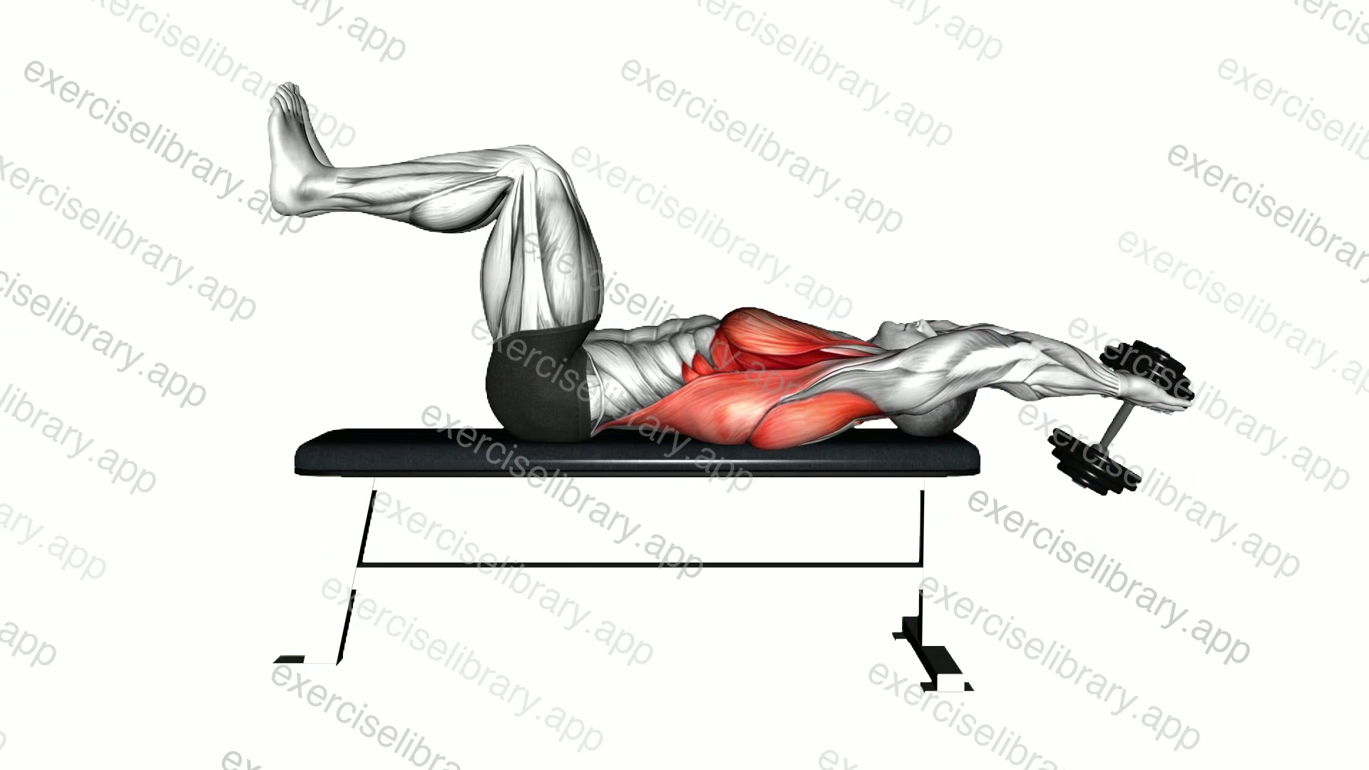 Dumbbell Straight Arm Pullover demonstration