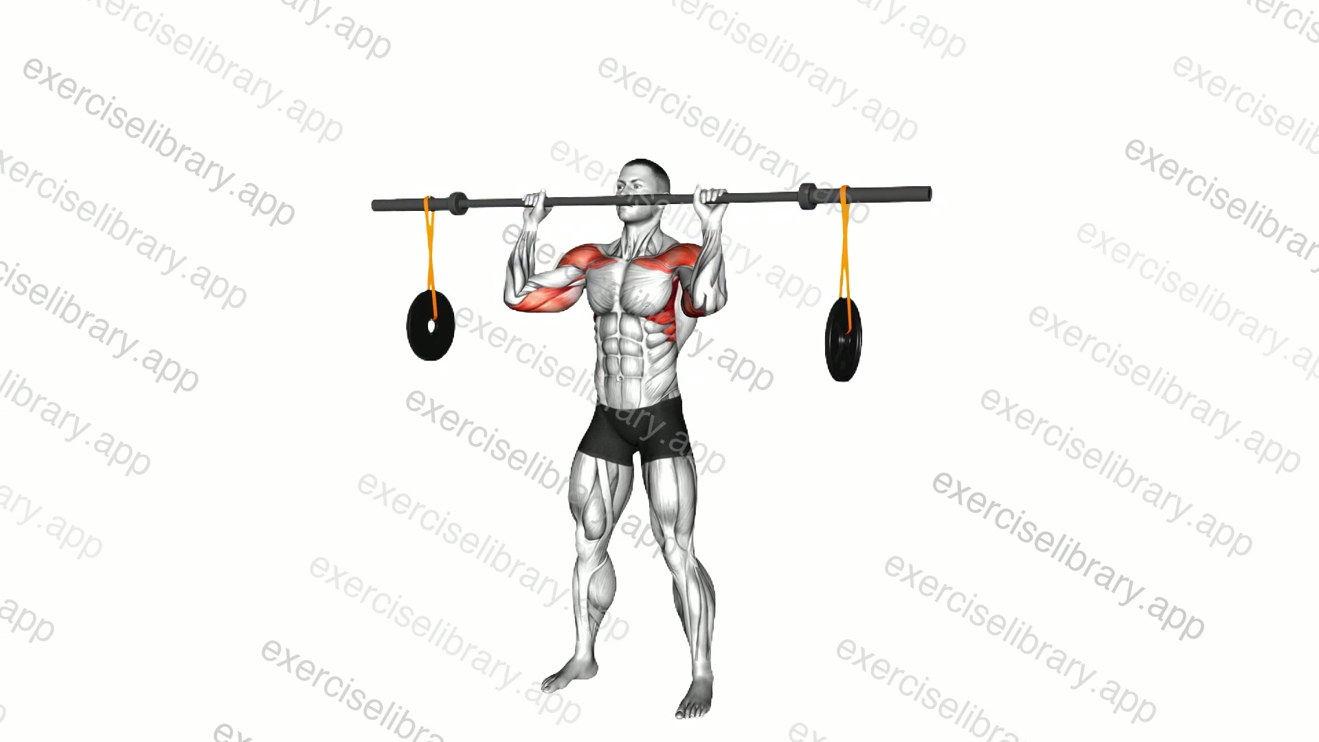Barbell Military Press demonstration