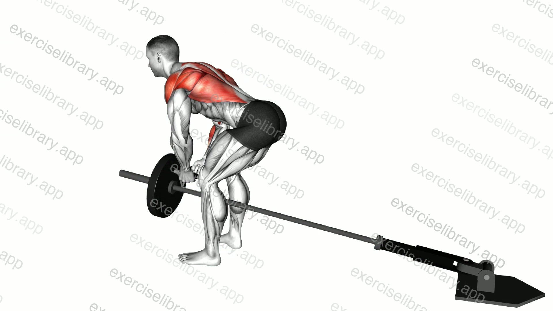 Landmine Bent over Row with V-bar demonstration