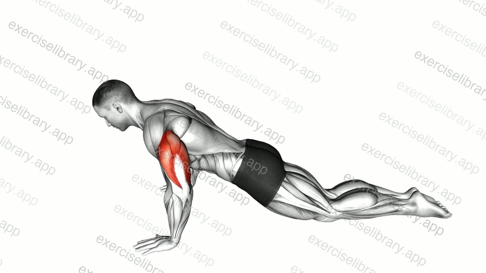 Kneeling Push-up demonstration