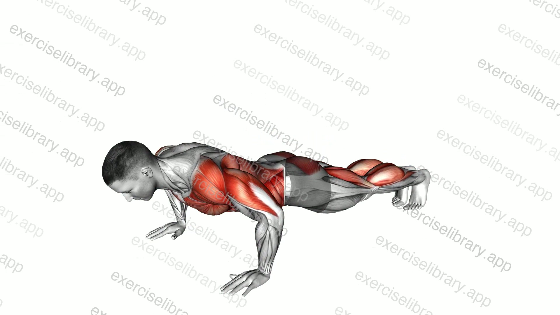 Modified Hindu Push-up demonstration