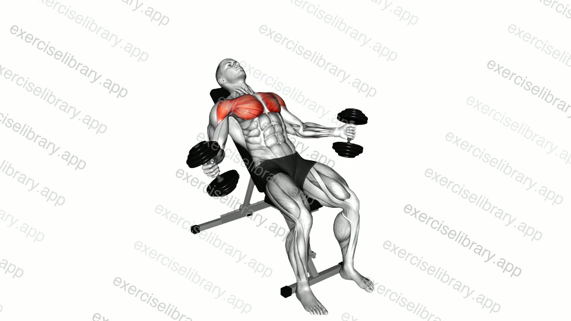 Hyght Dumbbell Fly demonstration