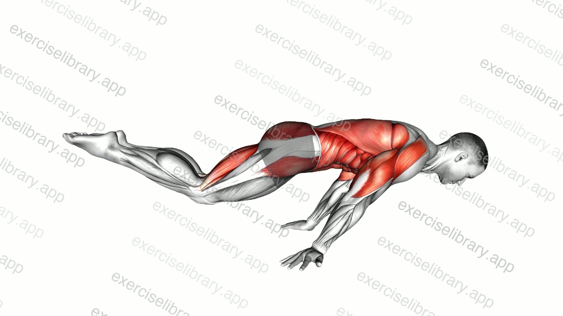 Straddle Planche demonstration