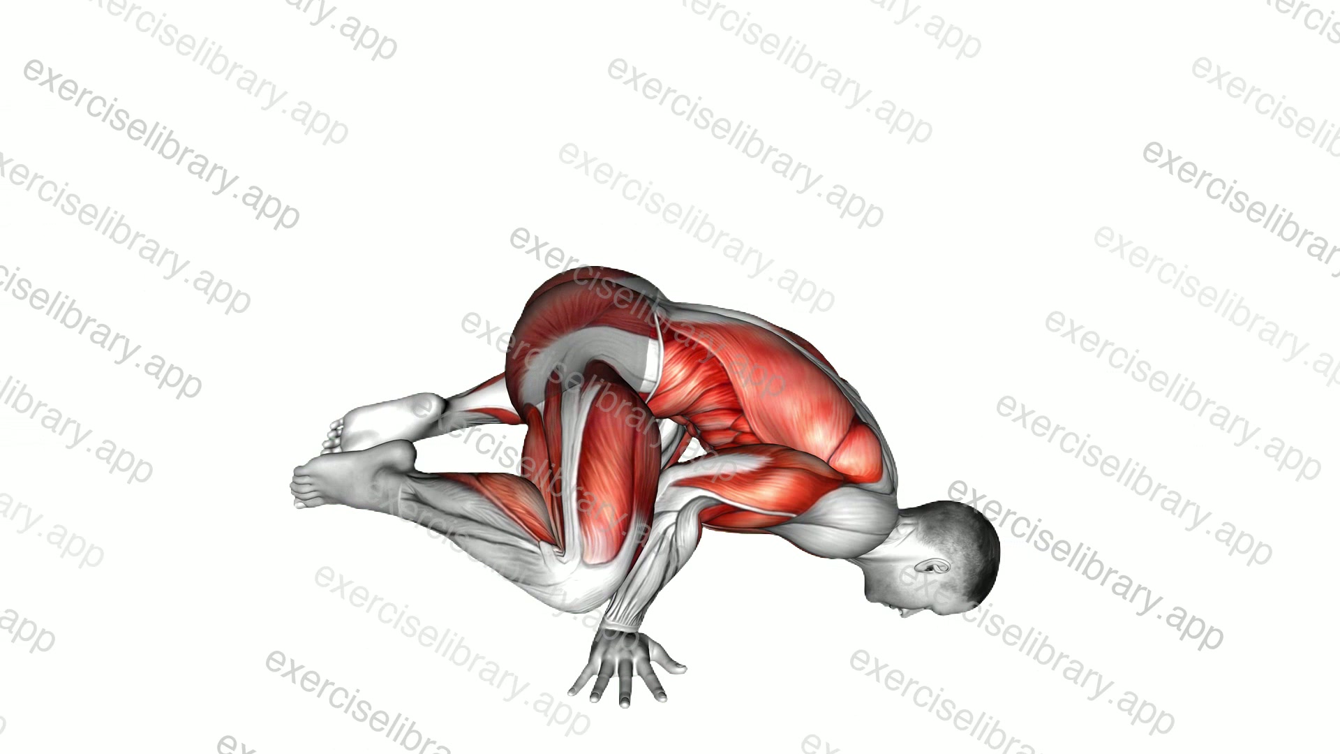 Frog planche demonstration