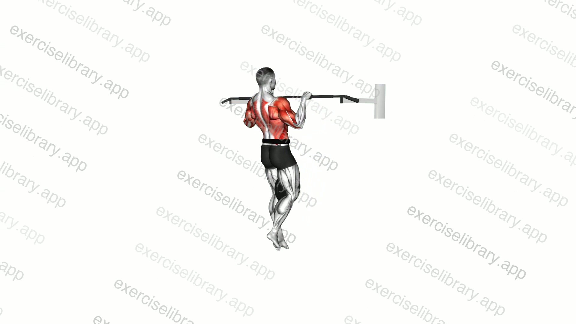 Weighted Muscle-up demonstration