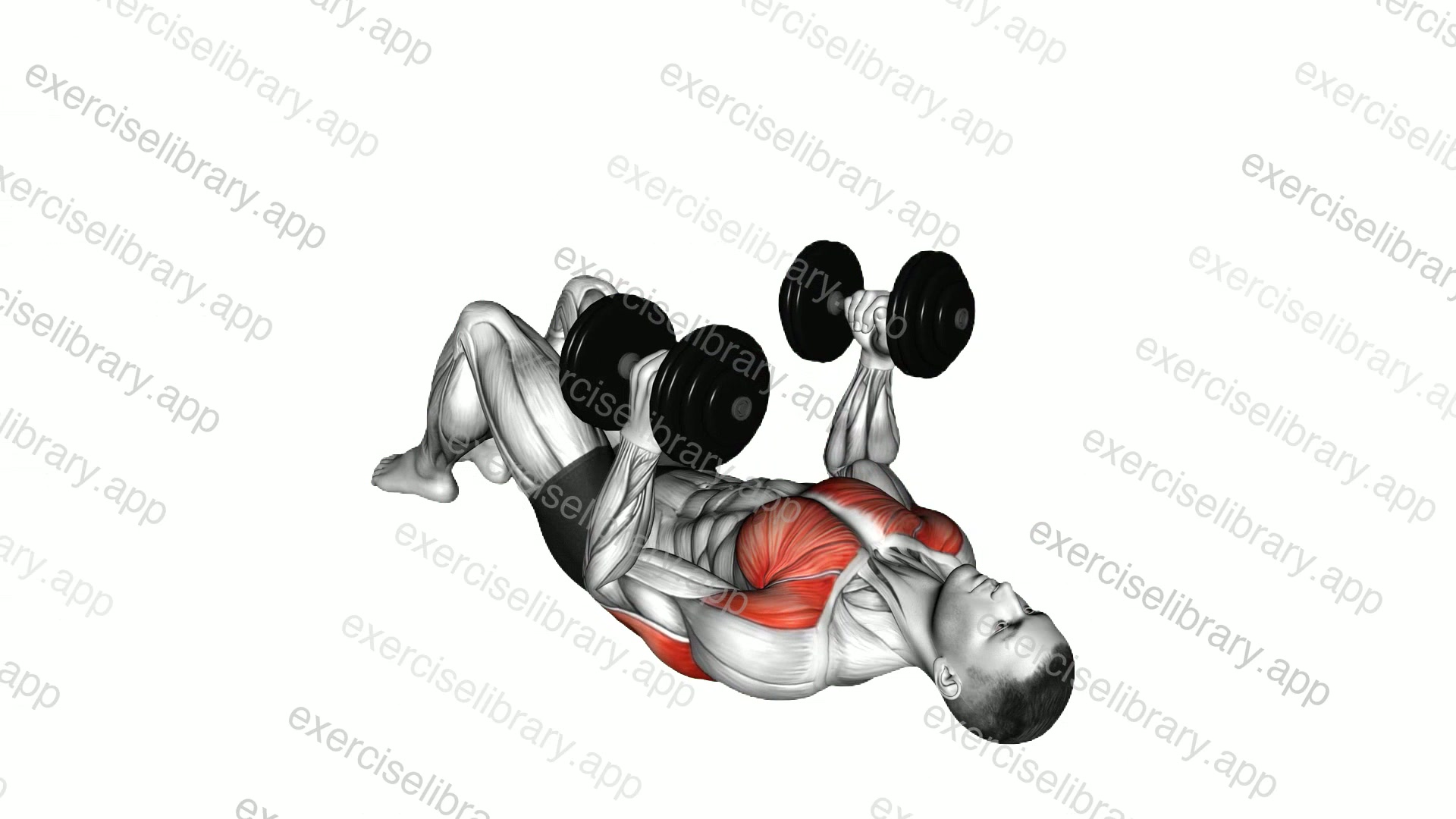 Dumbbell Lying on Floor Hammer Press demonstration
